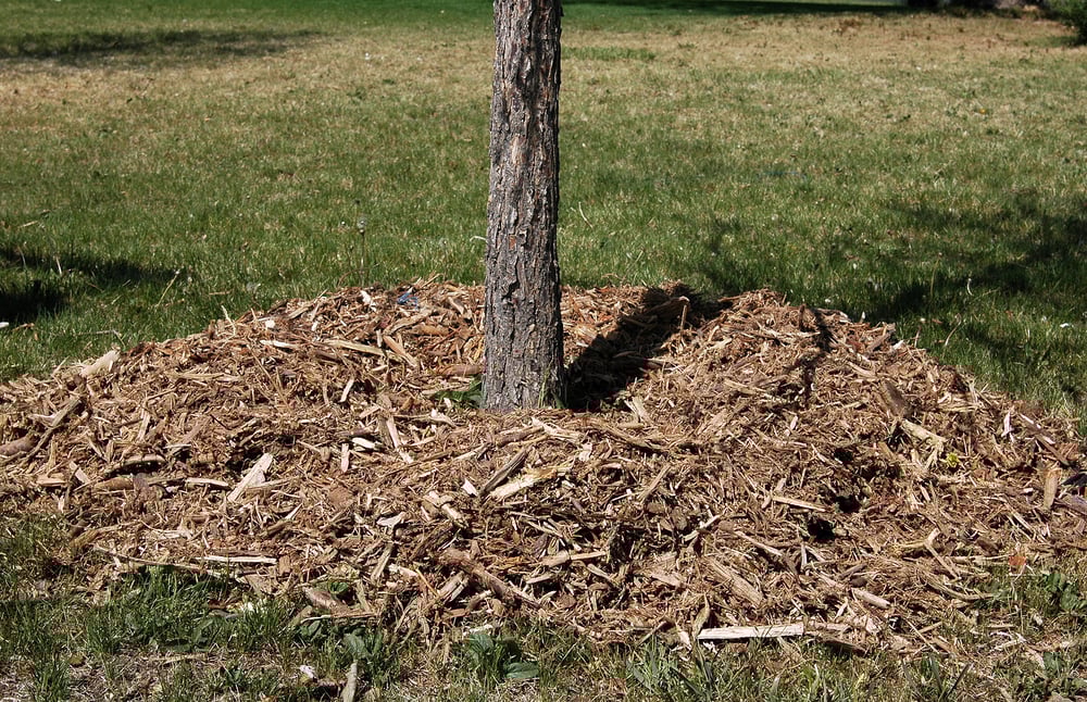preparing-landscape-for-winter-mulch-trees