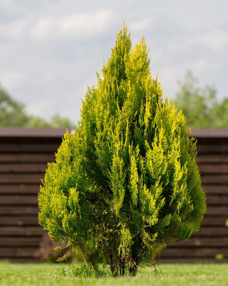privacy trees green giant arborvitae