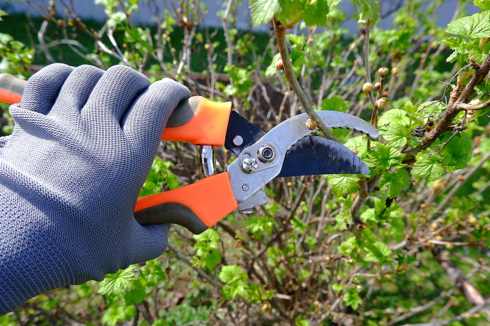 pruning tools hand pruners