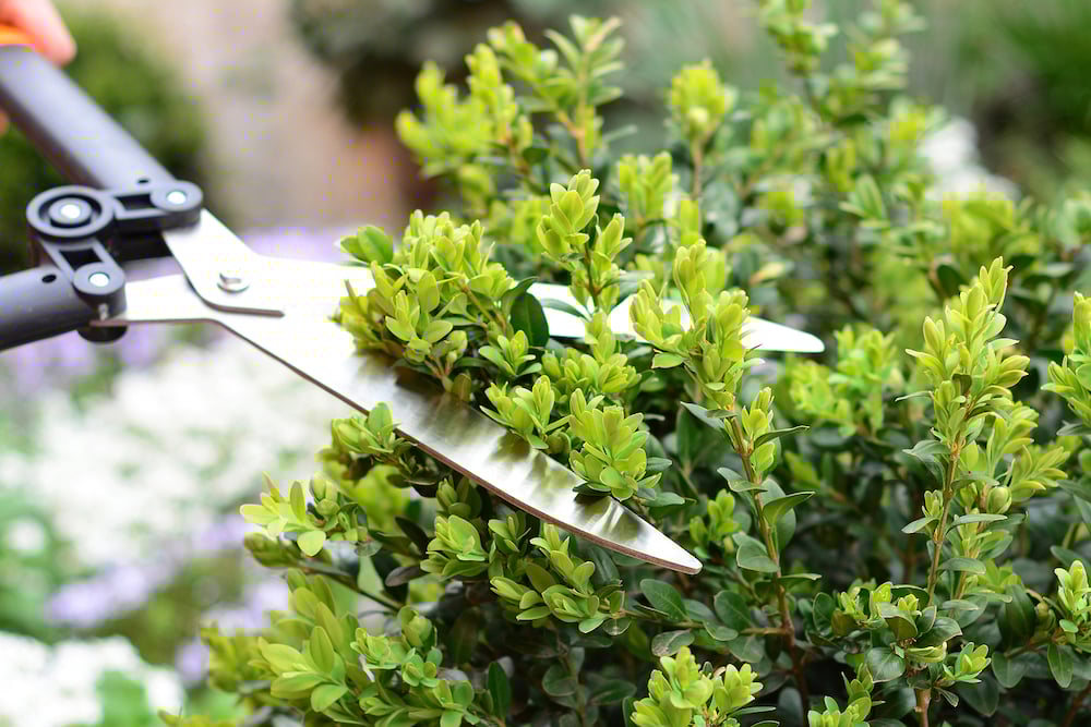 pruning tools hedge shears
