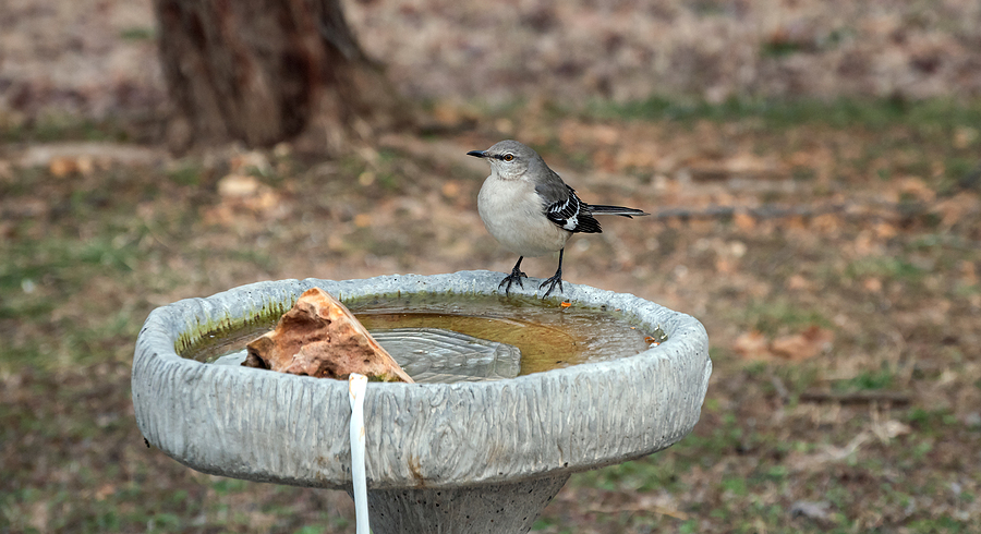 robin-on-heated-birdbath