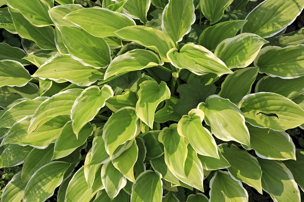 hosta diamond tiara plantain lily shade plant