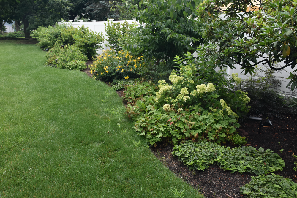 evergreens in landscaping