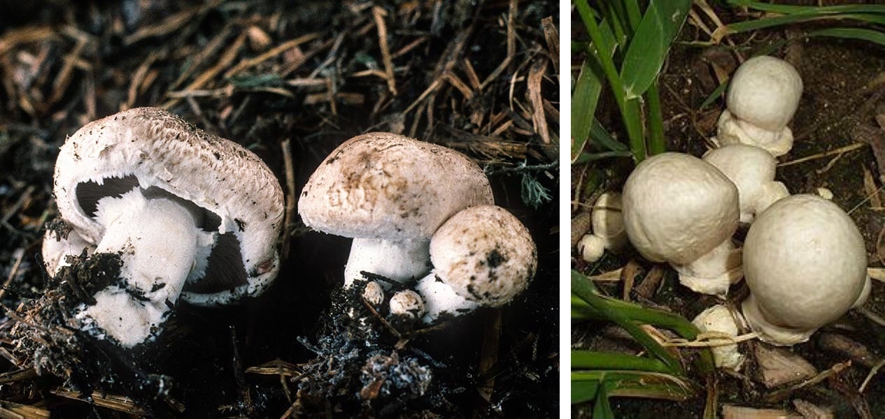 two-types-of-mushrooms