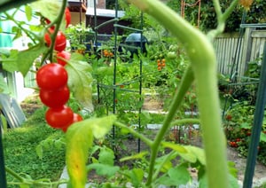 vegitable-garden