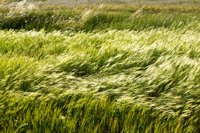 wind-blown-grass-in-a-garden