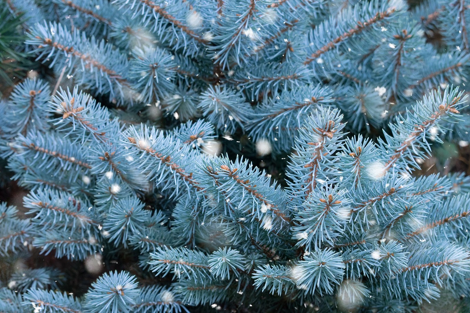 Striking Winter Landscaping Ideas That Catch the Eye Even in Cold Weather