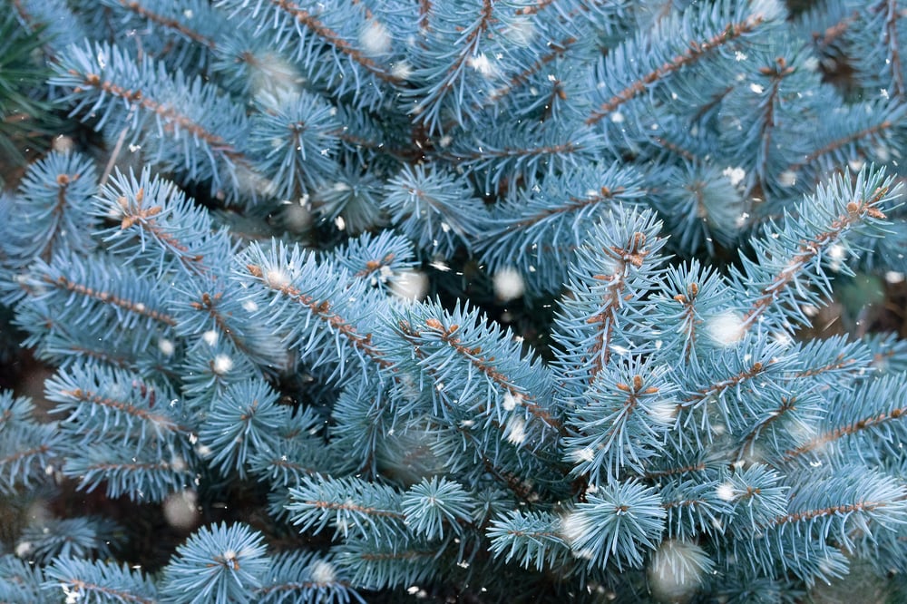 winter landscaping ideas blue spruce