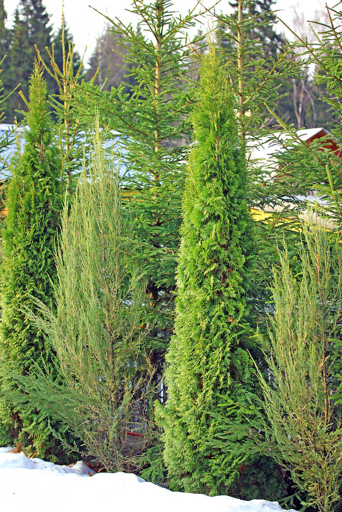 winter landscaping ideas spruce and cypress trees