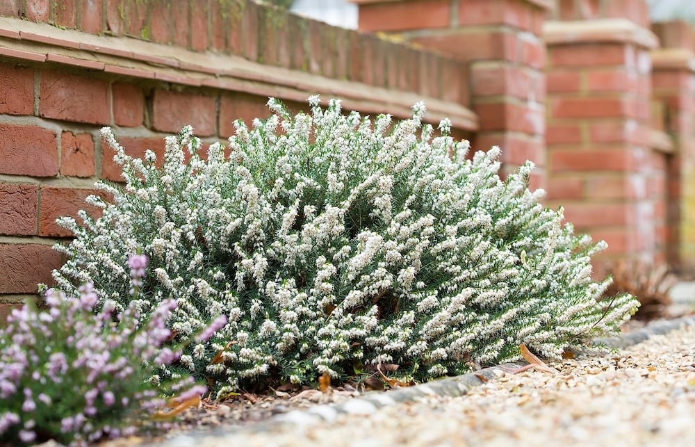winter landscaping ideas winter flowering heathers