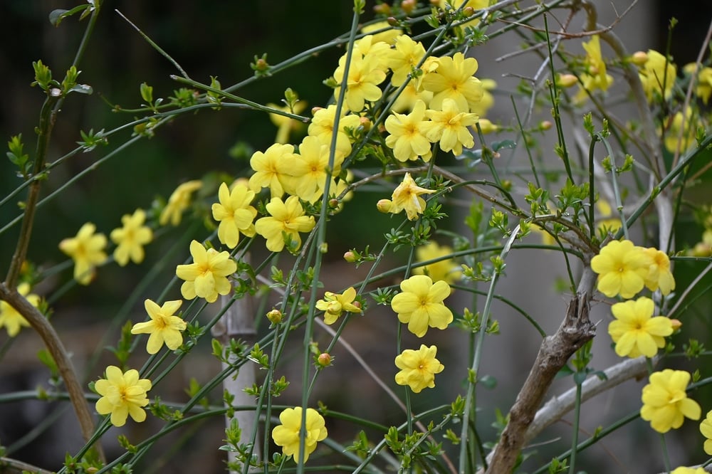 winter landscaping ideas winter jasmine