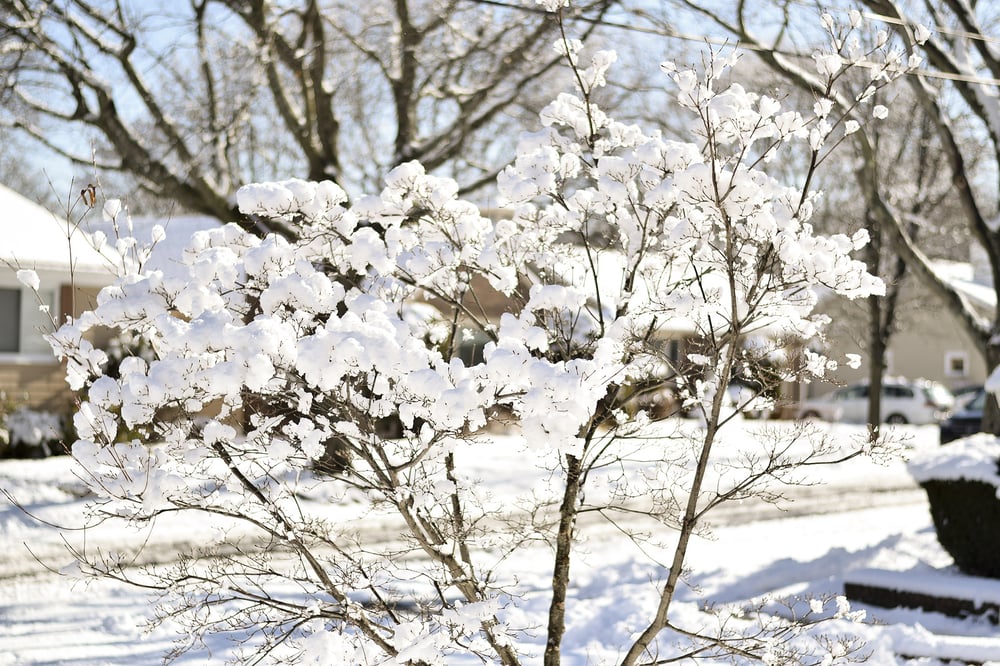 wrapping trees for winter dogwood