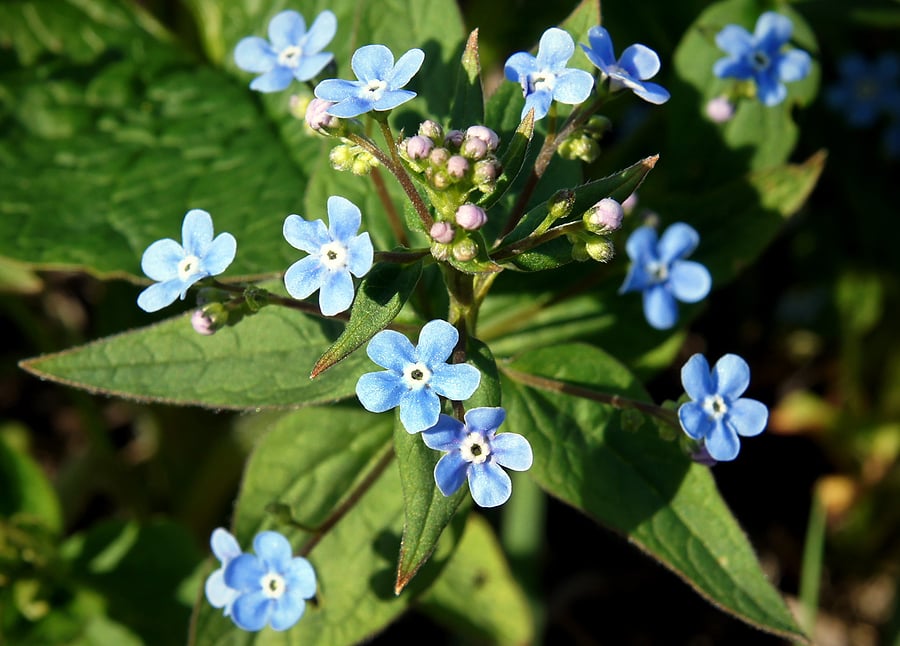 Brunnera Macrophylla Jack Frost