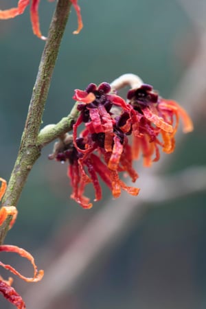 Diane Witch Hazel