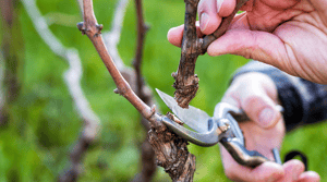 winter-pruning
