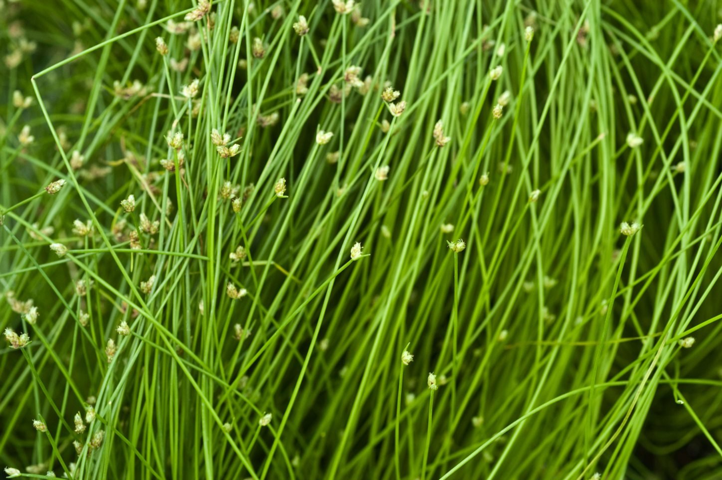fiber-optic-grass