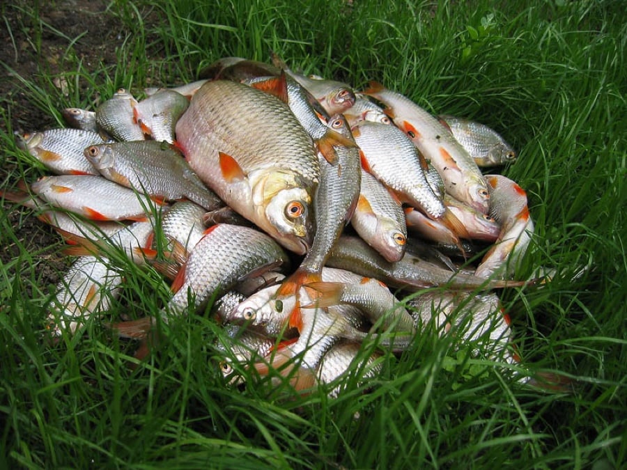 fish-fertilizer