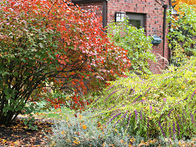 fall-landscape-shrubs