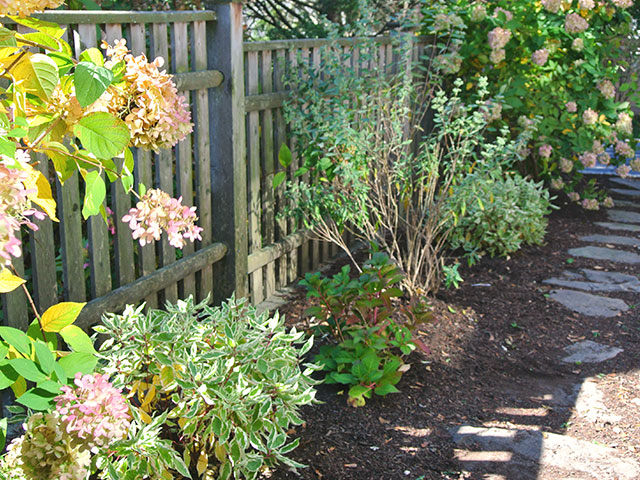 strolling garden flowers natives