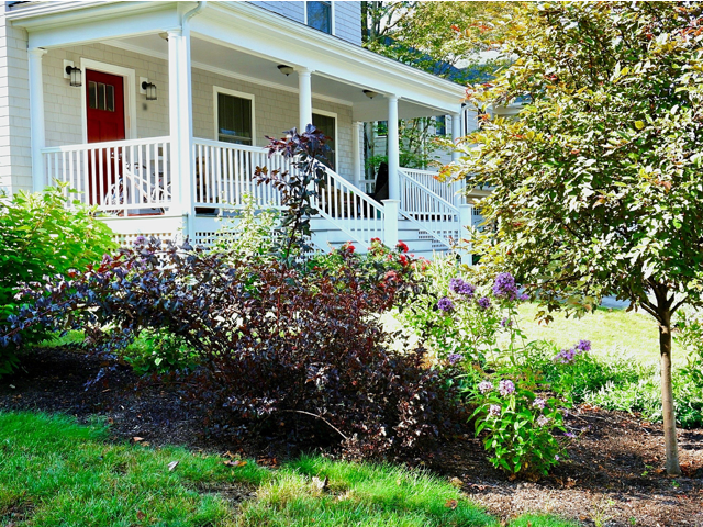 front yard landscape pruning