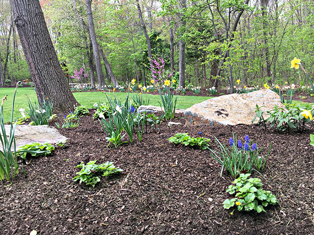 backyard-woodland-garden-with-plantings