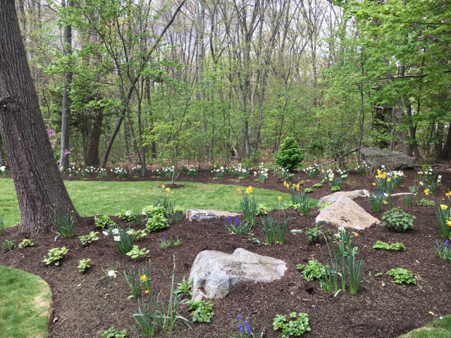 plantings-on-edge-of-woods