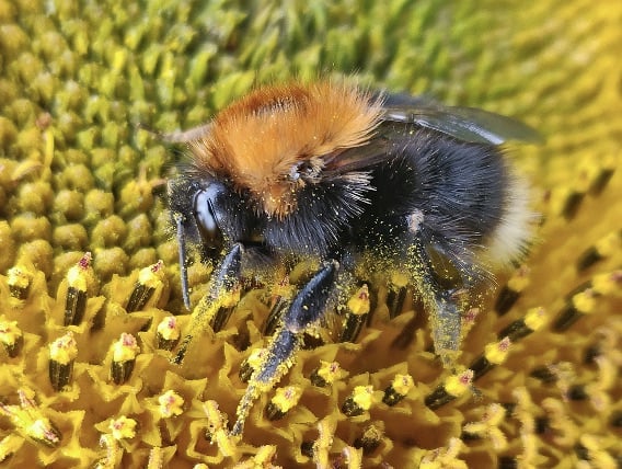 getting acquainted with native bees in massachusetts