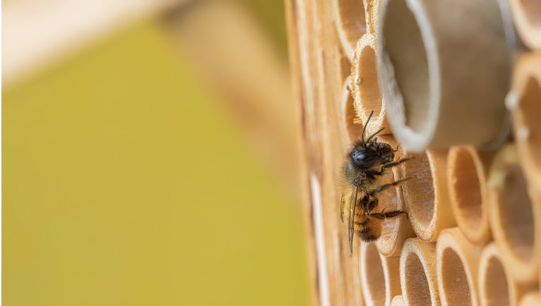 getting acquainted with native bees in massachusetts