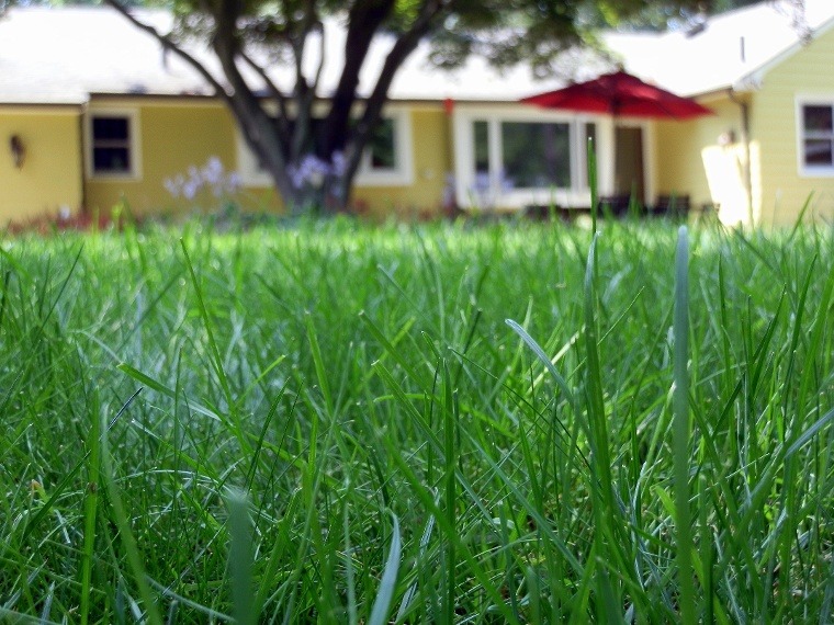 organic lawn gardening