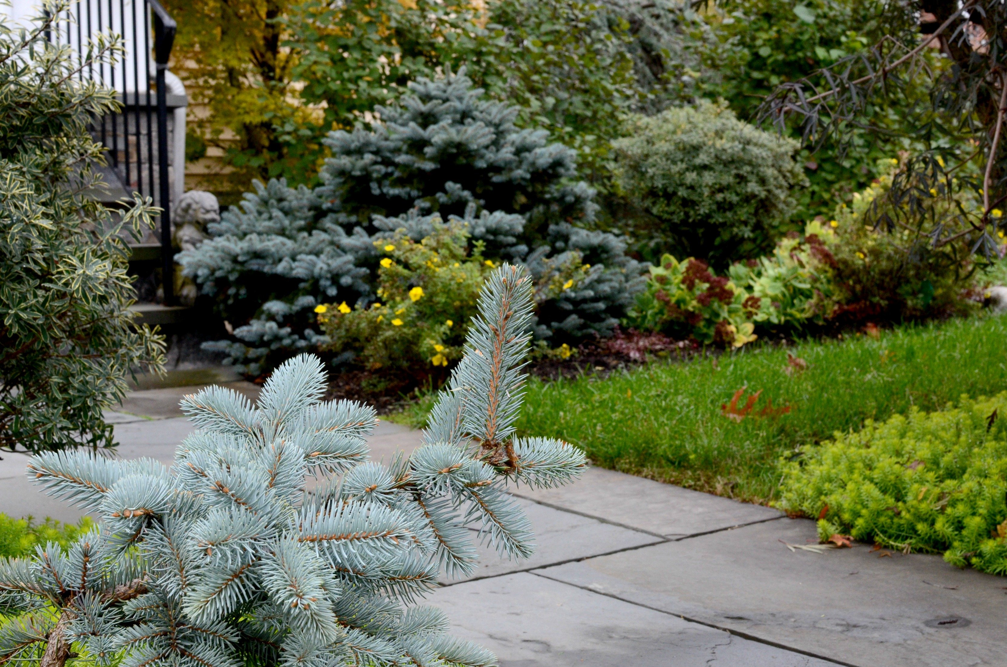 Judi Front Yard Fall 2017