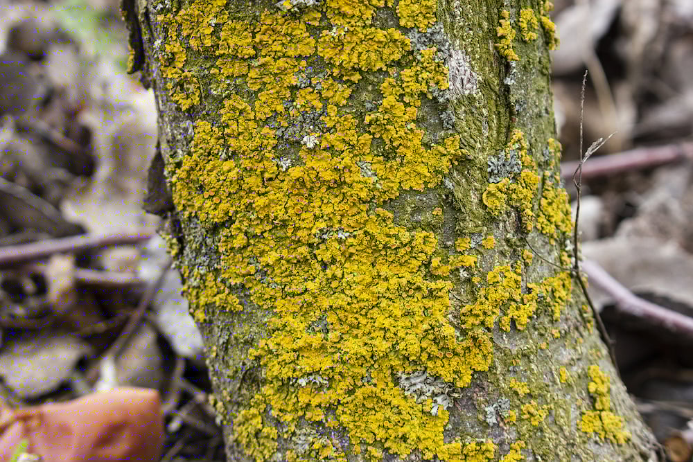 identifying dead diseased branches apple tree