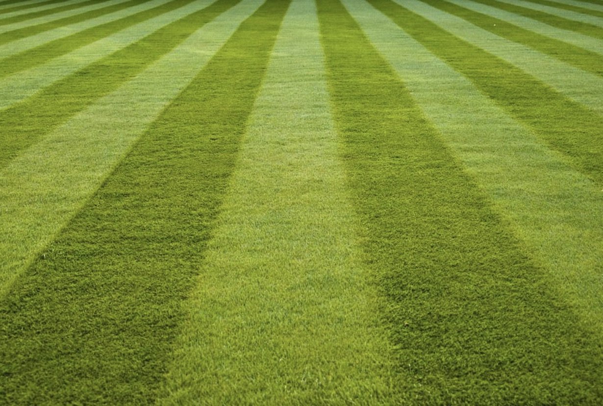 what's great to know about sustainable lawns and lawn care
