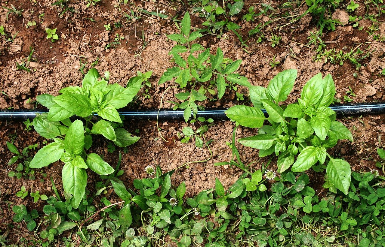 3 Vegetable Garden Tips for Fall in Massachusetts