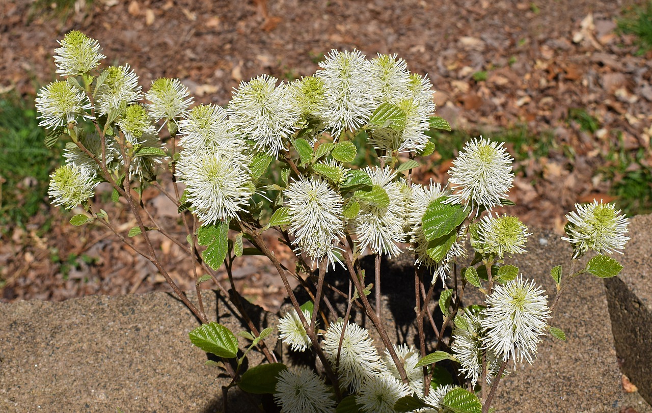 relaxing flowers