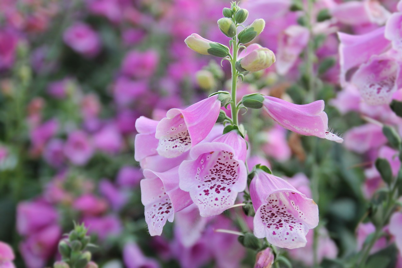 Choosing Hardy Biennials for Your Yard in Massachusetts