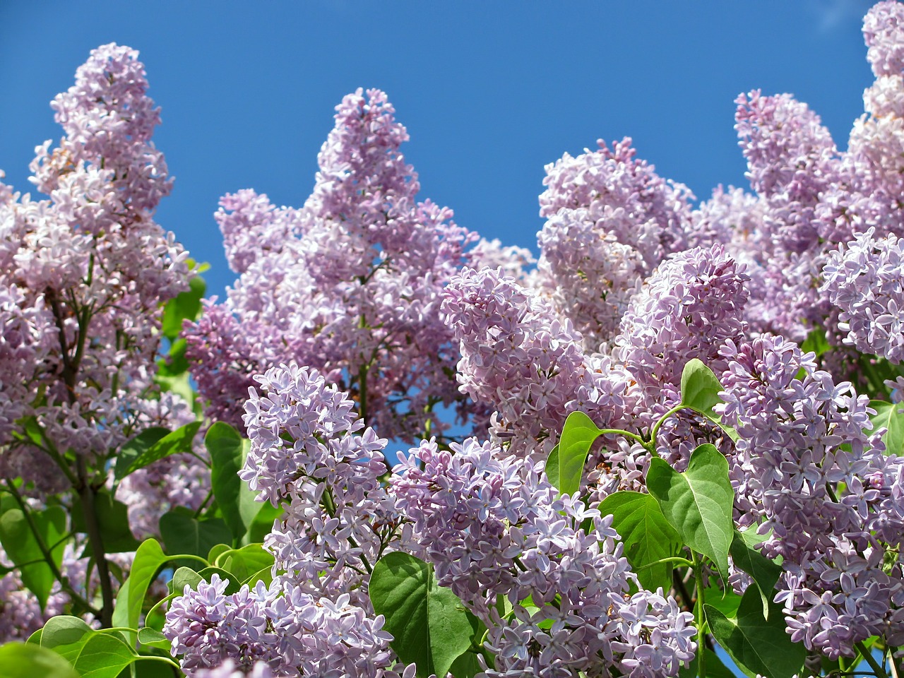 Lilac-Bush.jpg