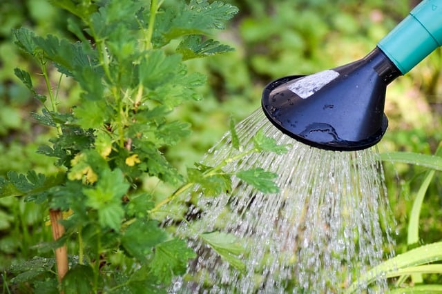 Watering the garden