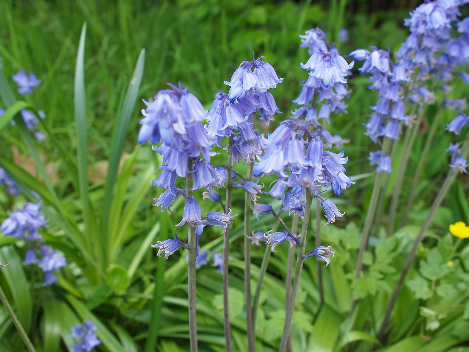 The Must-Have Native Plants for a Stunning Garden Design in Massachusetts