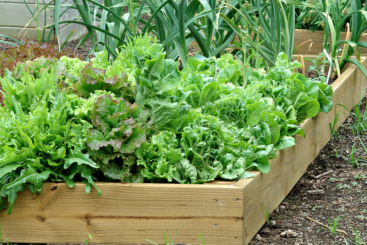 The Beginner's Guide to Planting a Vegetable Garden: 5 Important Steps