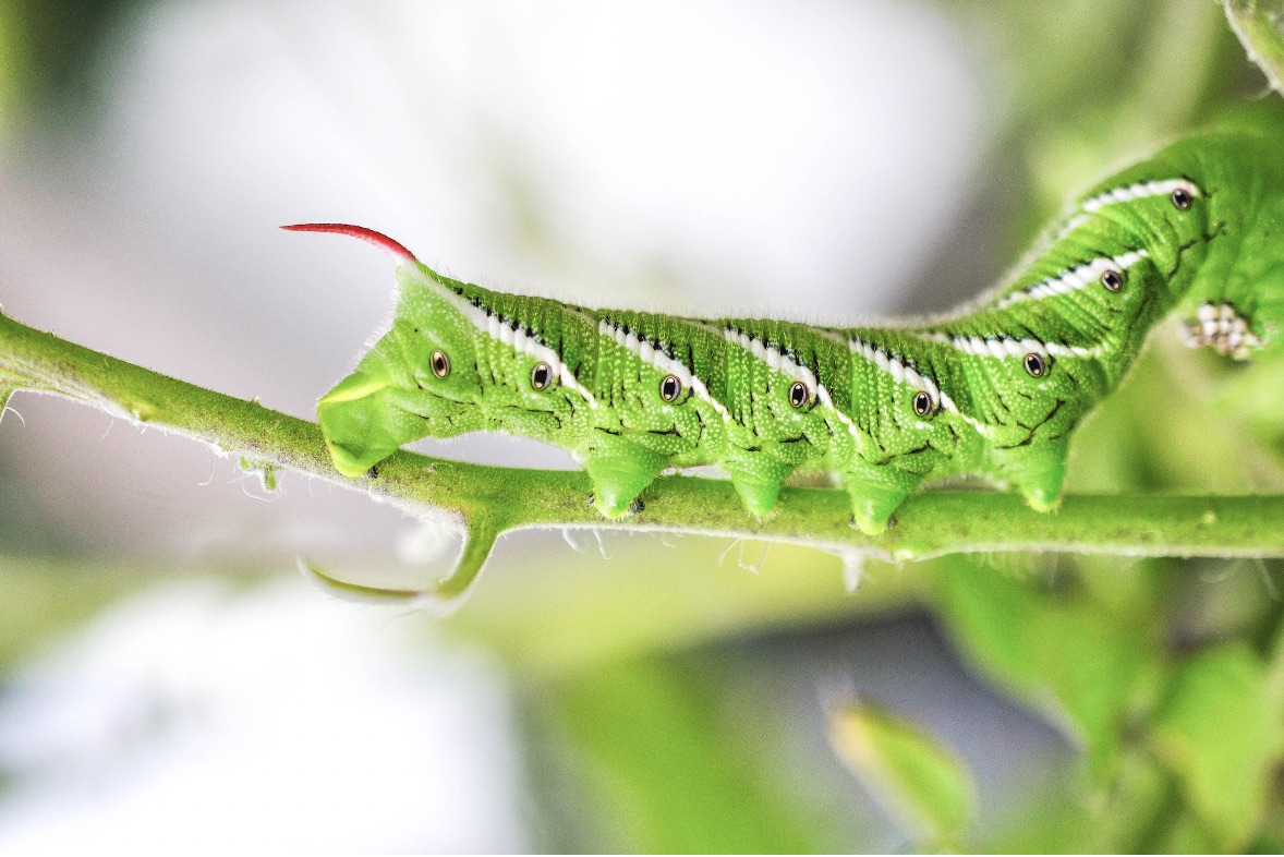 dealing with garden pests naturally