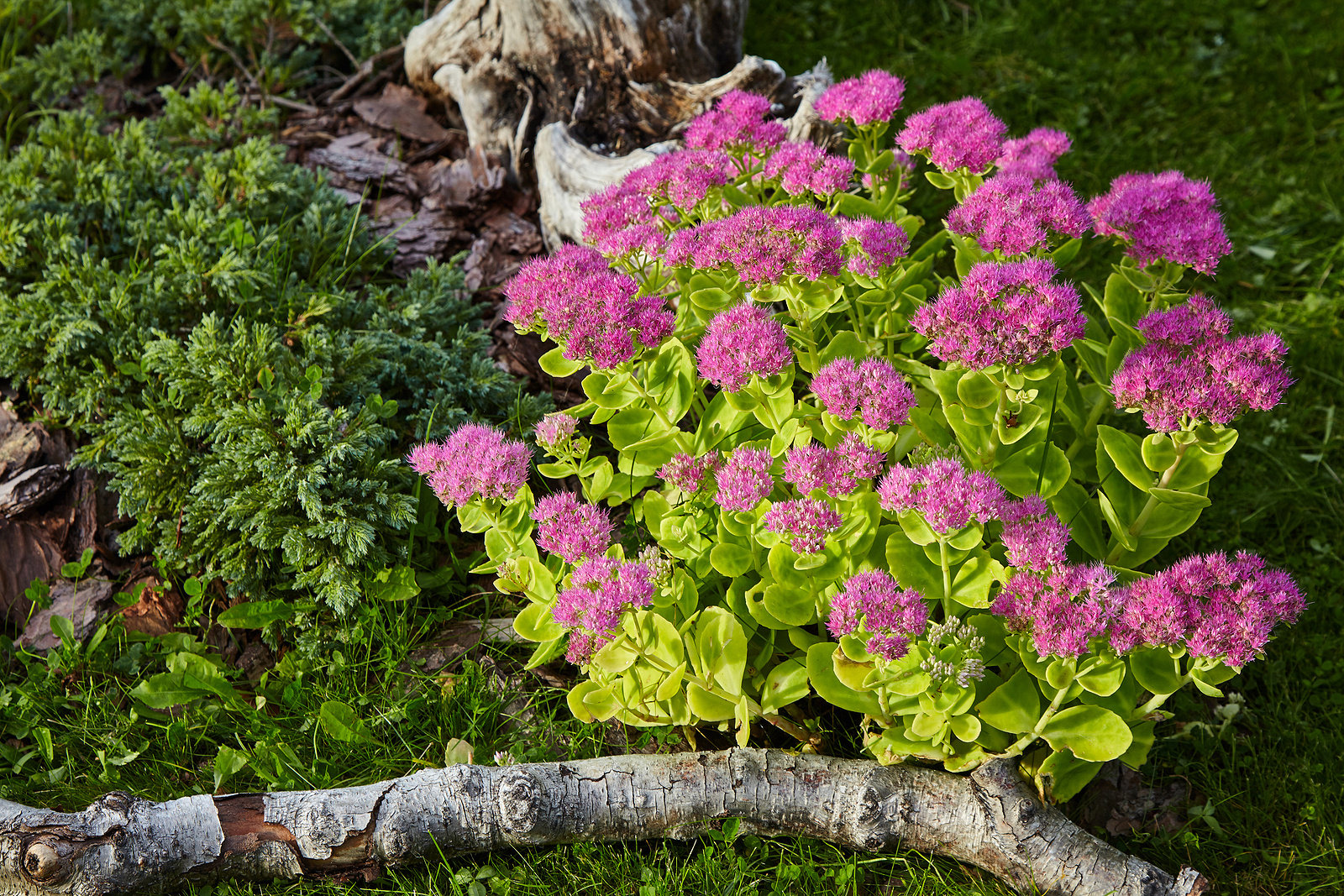 How to Make Soil Healthy for a Lush and Vibrant Landscape