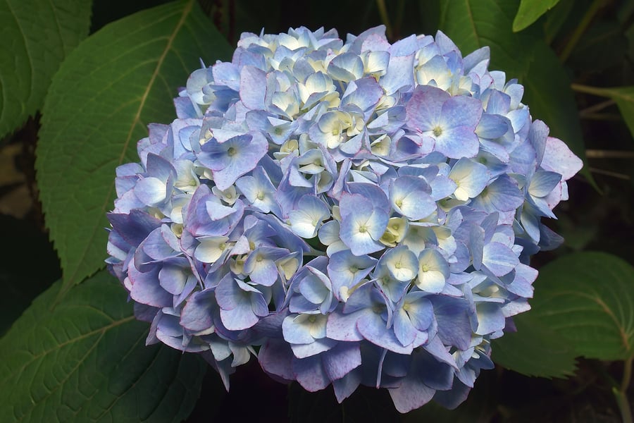 Red, White & Blue Hydrangeas