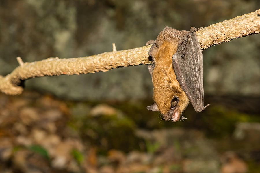 How to Attract Bats for Sustainable Pest Control