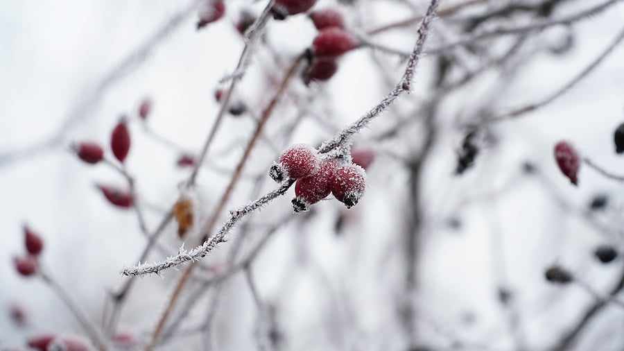 5 Ways to Enjoy Your Garden Through the Winter Months