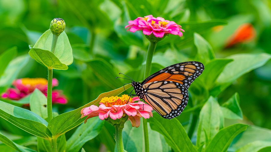 Pollinator-Friendly Plants for a Vibrant Massachusetts Garden