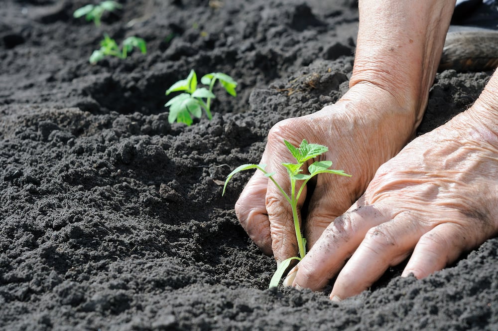 starting a vegetable garden