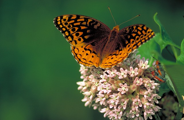 The Top 3 Summer Flowers to Beautify Your Landscape