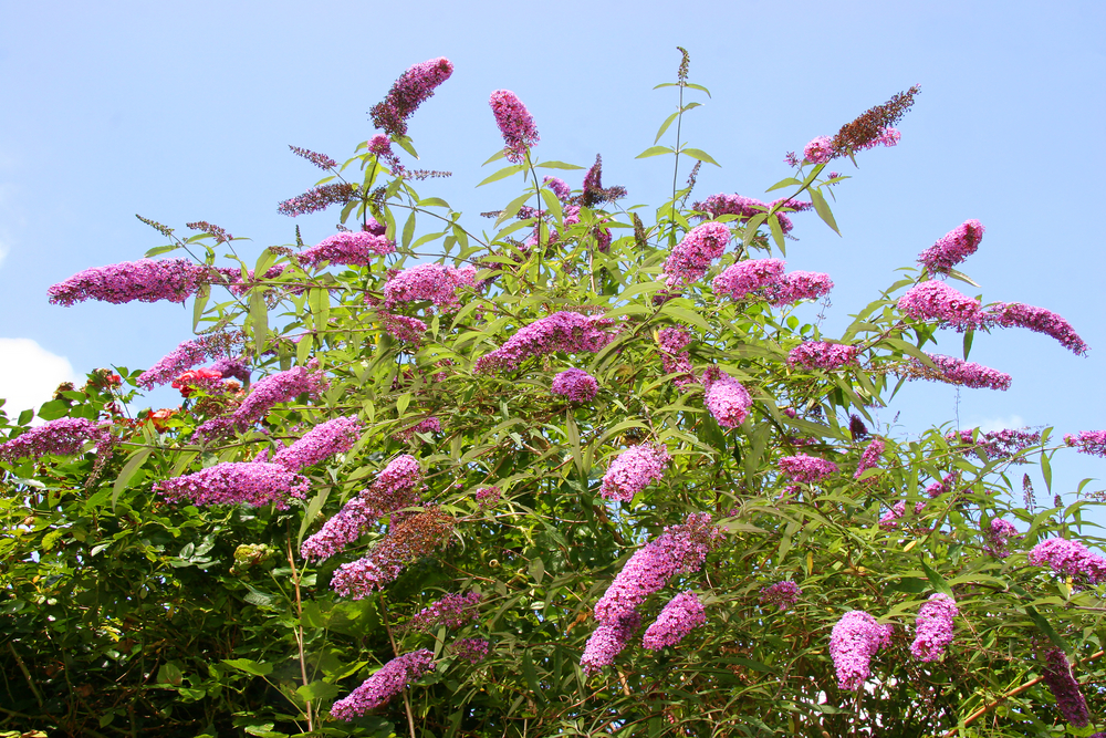 butterfly-bush