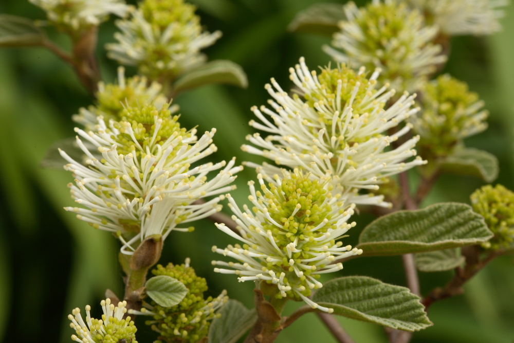 Another fragrant shrub- the Fothergilla plant