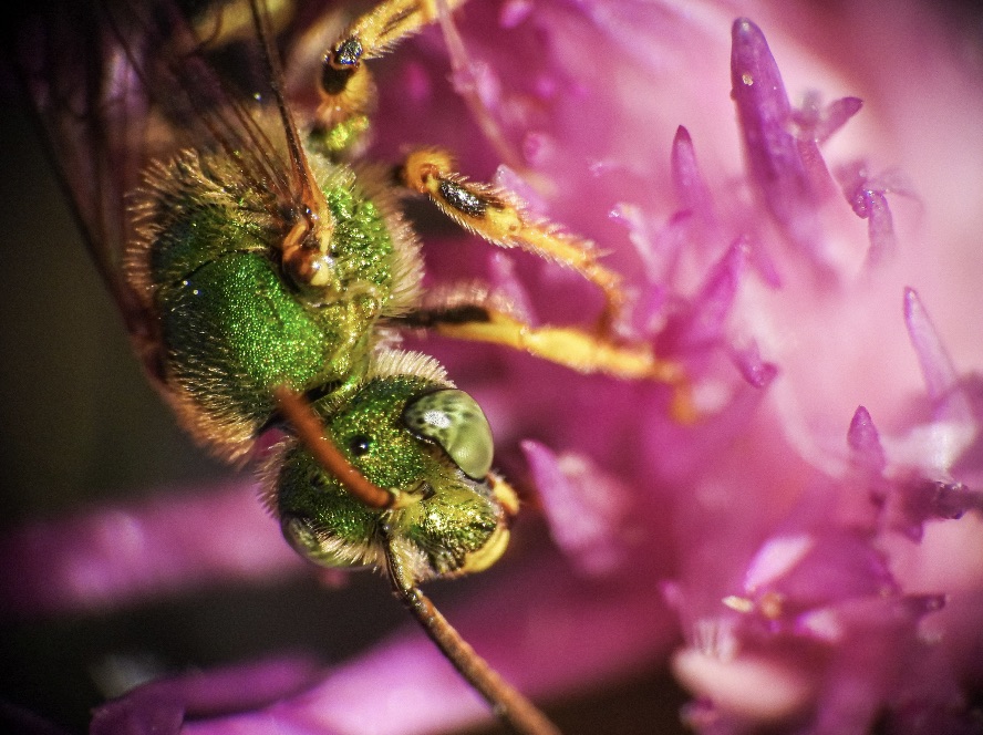 getting acquainted with native bees in massachusetts